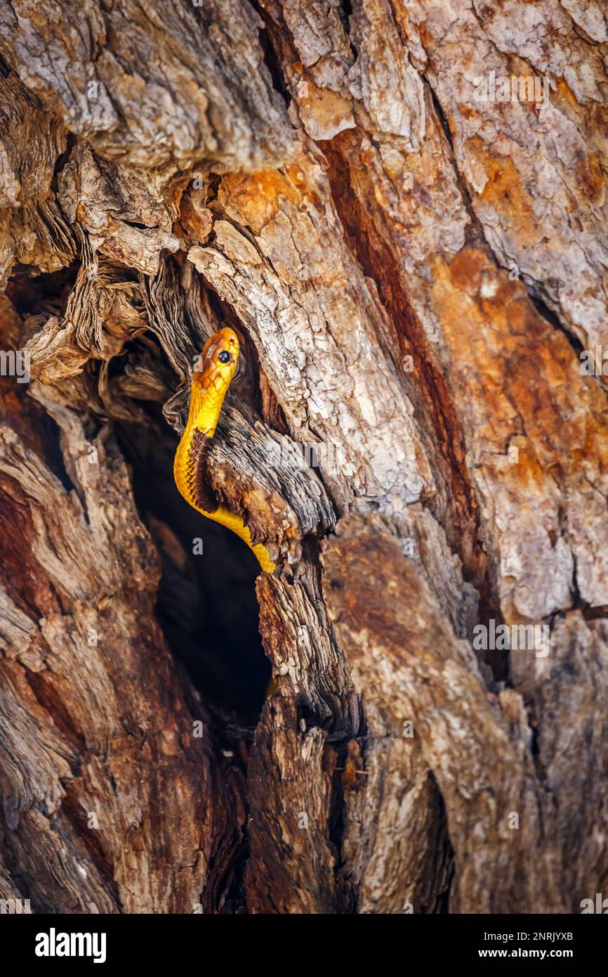 Capo cobra nascosto in buco tronco albero con bella corteccia in Kgalagadi transfrontier Park, Sudafrica; specie Naja nivea famiglia di Elapidae Foto Stock