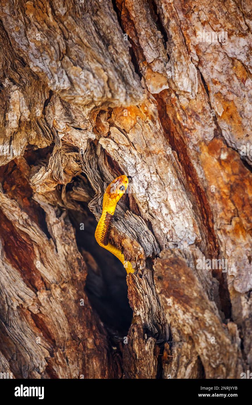 Capo cobra nascosto in buco tronco albero con bella corteccia in Kgalagadi transfrontier Park, Sudafrica; specie Naja nivea famiglia di Elapidae Foto Stock