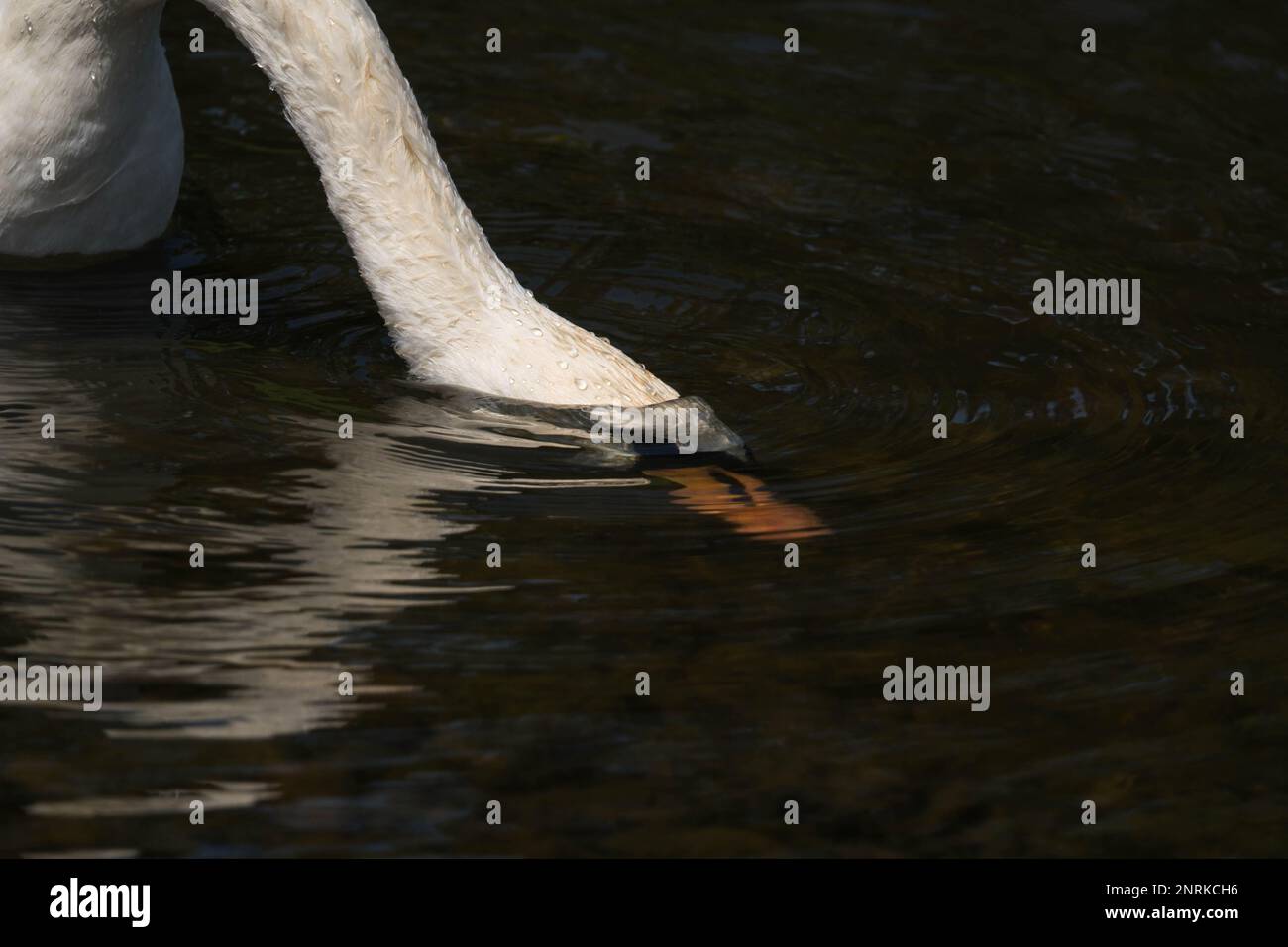 Adult Mute Swan (Cygnus olor) con la testa sotto l'acqua alla ricerca di cibo, Hereford Herefordshire Regno Unito. Giugno 2022 Foto Stock