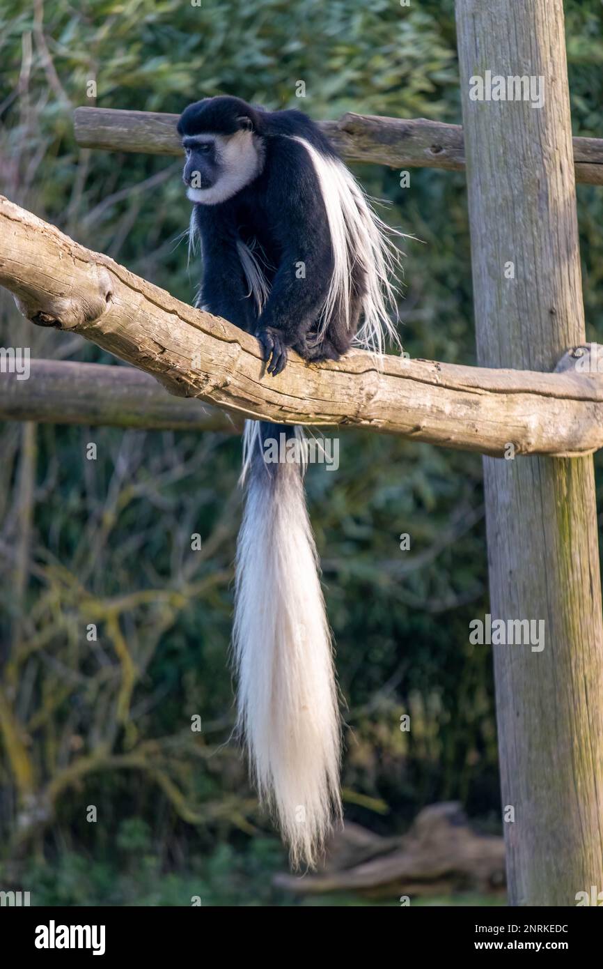 Le scimmie colobus bianche e nere orientali allo Zoo di Howletts sono primati arborei con una pelliccia bianca e nera impressionante. Sono conosciuti per i loro quattro unici - Foto Stock