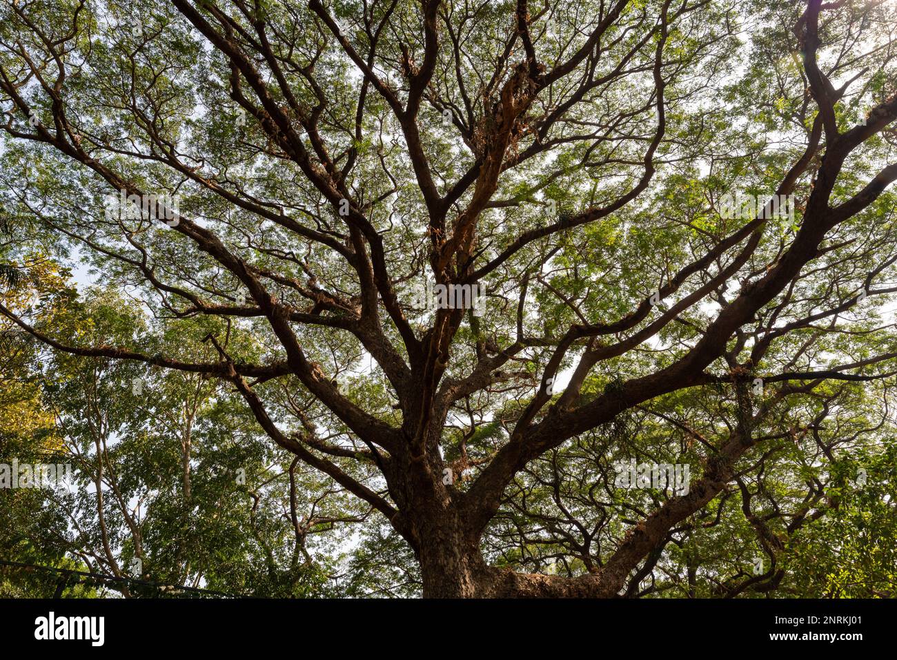 Vista ad angolo alto di un vecchio albero con i suoi rami e foglie belle a Goa, India. Foto Stock