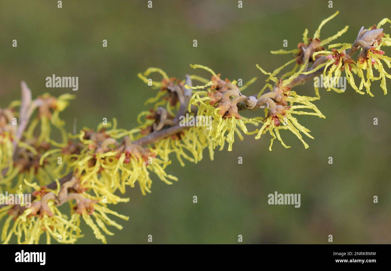 Fiori gialli della strega Hazel, Hamamelis 'Arnold Promise', in inverno Foto Stock