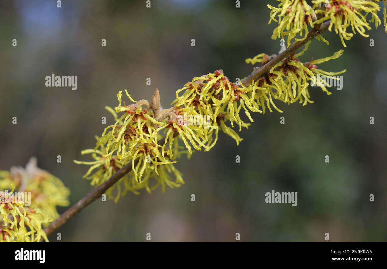 Fiori gialli della Strega Hazel, Hamamelis Arnold Promise, in inverno Foto Stock
