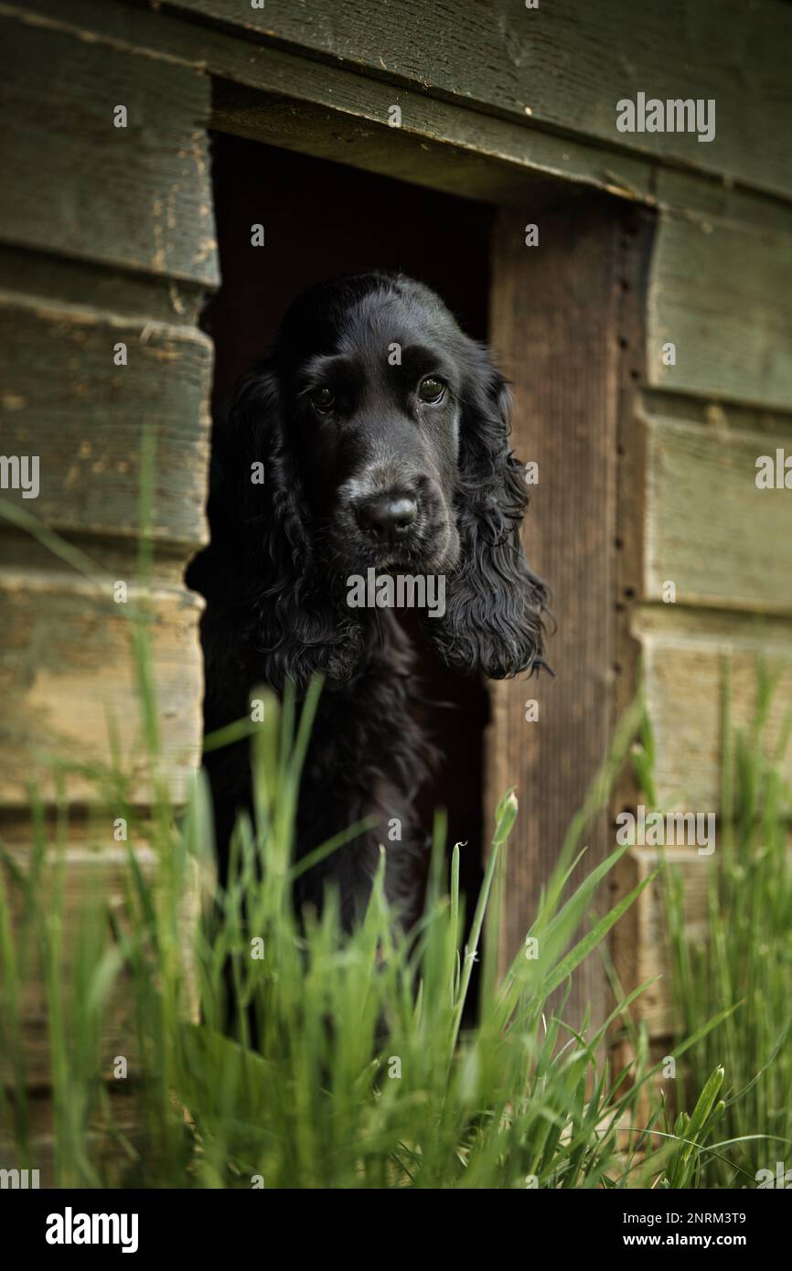 Cocker Spaniel coetanei fuori da un allevamento Foto Stock