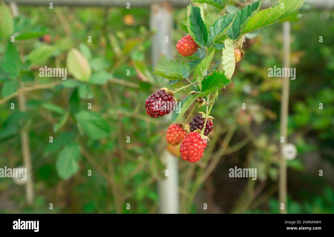 Frutti di mora rossi e maturi appesi alla pianta in primo piano sullo sfondo di foglie sfocate in una giornata di sole. Nome scientifico: Rubus Foto Stock