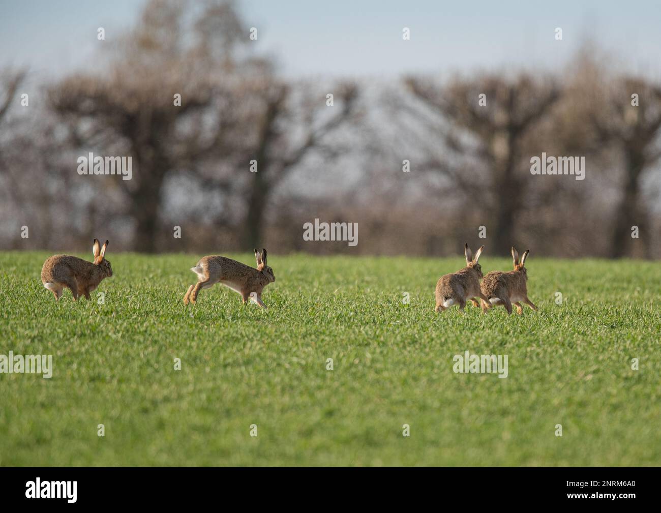 Quattro Wild Brown Hares che si inseguono in una battaglia di corteggiamento nel campo degli agricoltori. Suffolk, Regno Unito Foto Stock
