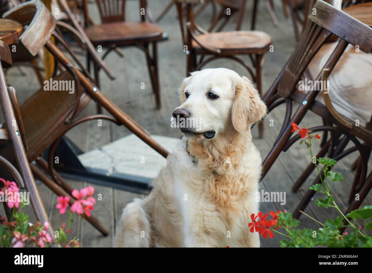 Felice giovane adorabile Golden Retriever cucciolo cane seduto vicino a sedie di legno e fiori rossi in strada animali domestici amichevole caffè. Avventure all'aperto con Foto Stock