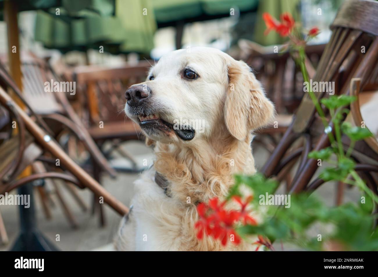 Felice giovane adorabile Golden Retriever cucciolo cane seduto vicino a sedie di legno e fiori rossi in strada animali domestici amichevole caffè. Avventure all'aperto con Foto Stock