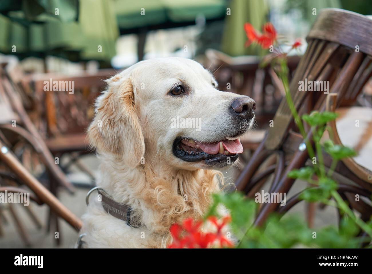 Felice giovane adorabile Golden Retriever cucciolo cane seduto vicino a sedie di legno e fiori rossi in strada animali domestici amichevole caffè. Avventure all'aperto con Foto Stock