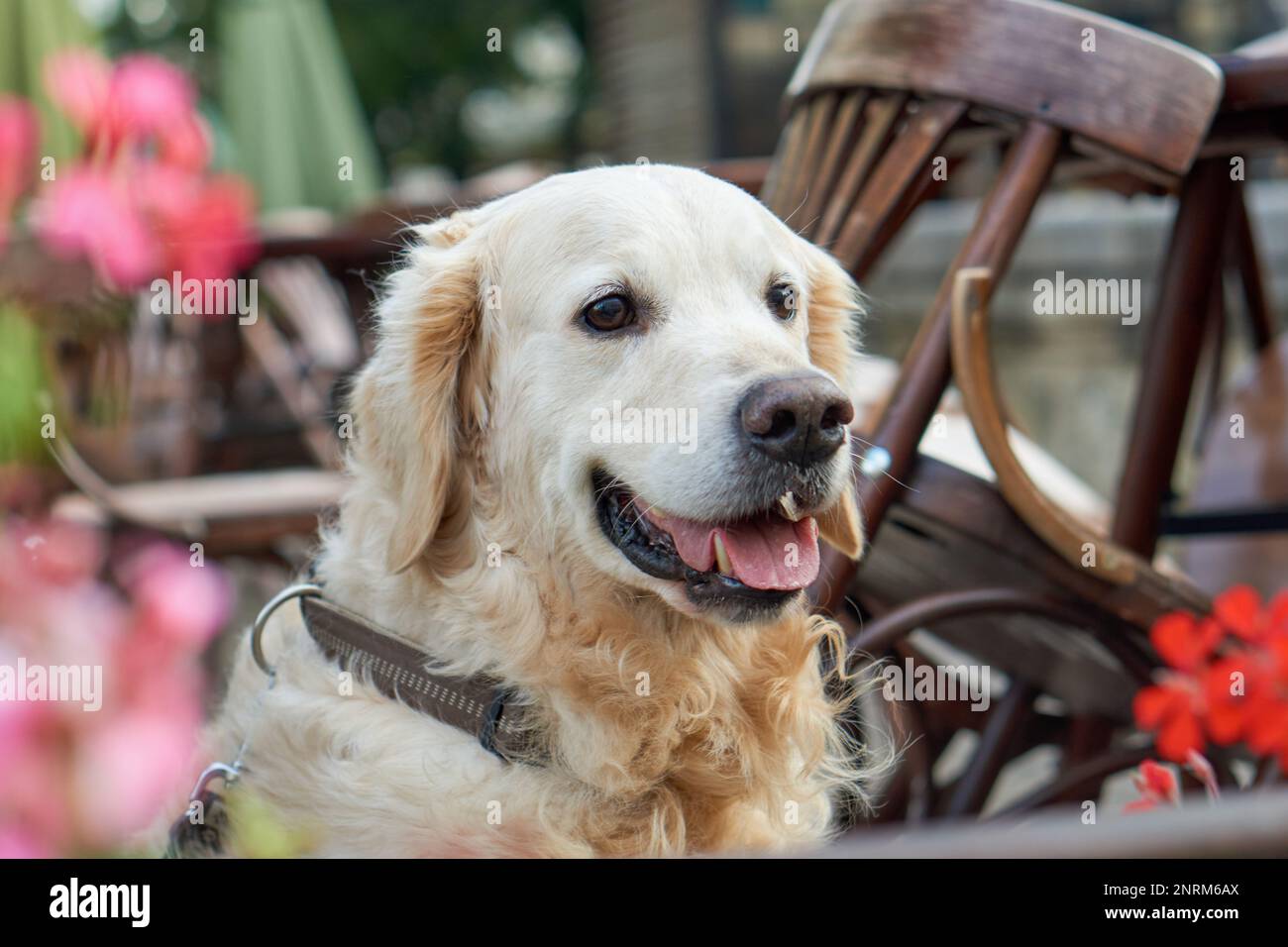 Felice giovane adorabile Golden Retriever cucciolo cane seduto vicino a sedie di legno e fiori rossi in strada animali domestici amichevole caffè. Avventure all'aperto con Foto Stock