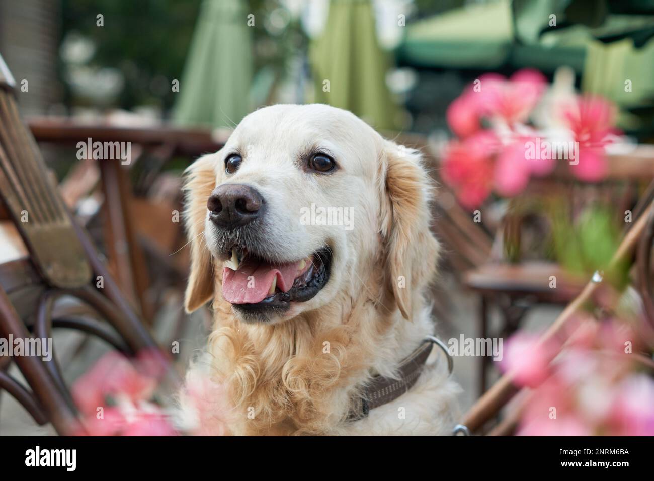 Felice giovane adorabile Golden Retriever cucciolo cane seduto vicino a sedie di legno e fiori rossi in strada animali domestici amichevole caffè. Avventure all'aperto con Foto Stock