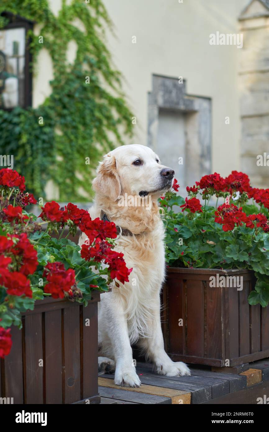 Felice giovane adorabile cane cucciolo di recupero dorato seduto vicino a cestini di legno con fiori rossi in centro città vecchia strada. Avventure all'aperto co Foto Stock