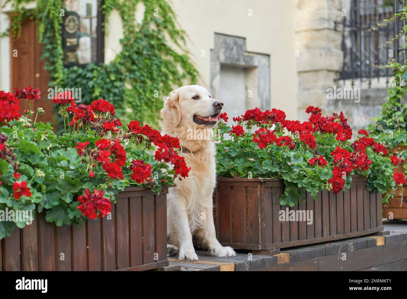 Felice giovane adorabile cane cucciolo di recupero dorato seduto vicino a cestini di legno con fiori rossi in centro città vecchia strada. Avventure all'aperto co Foto Stock