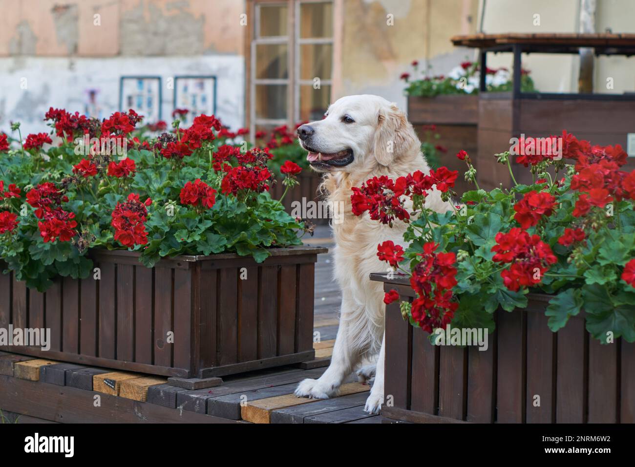 Felice giovane adorabile cane cucciolo di recupero dorato seduto vicino a cestini di legno con fiori rossi in centro città vecchia strada. Avventure all'aperto co Foto Stock