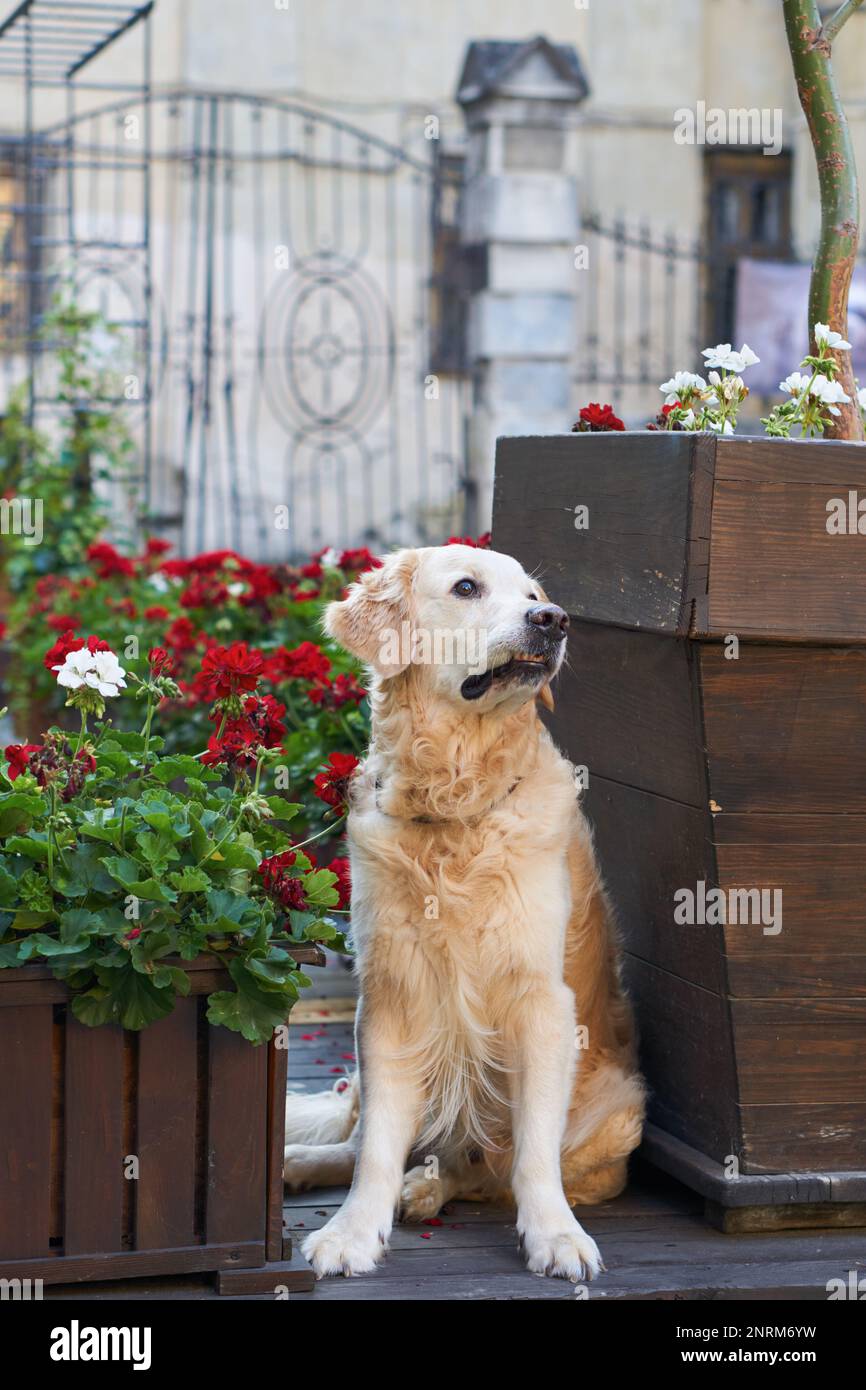 Felice giovane adorabile cane cucciolo di recupero dorato seduto vicino a cestini di legno con fiori rossi in centro città vecchia strada. Avventure all'aperto co Foto Stock