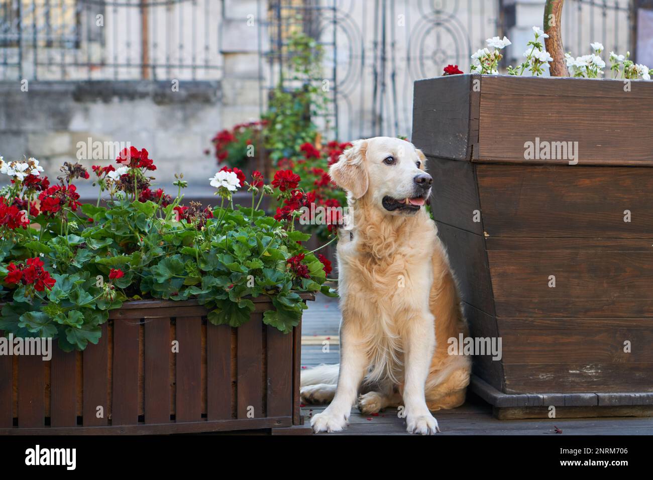 Felice giovane adorabile cane cucciolo di recupero dorato seduto vicino a cestini di legno con fiori rossi in centro città vecchia strada. Avventure all'aperto co Foto Stock