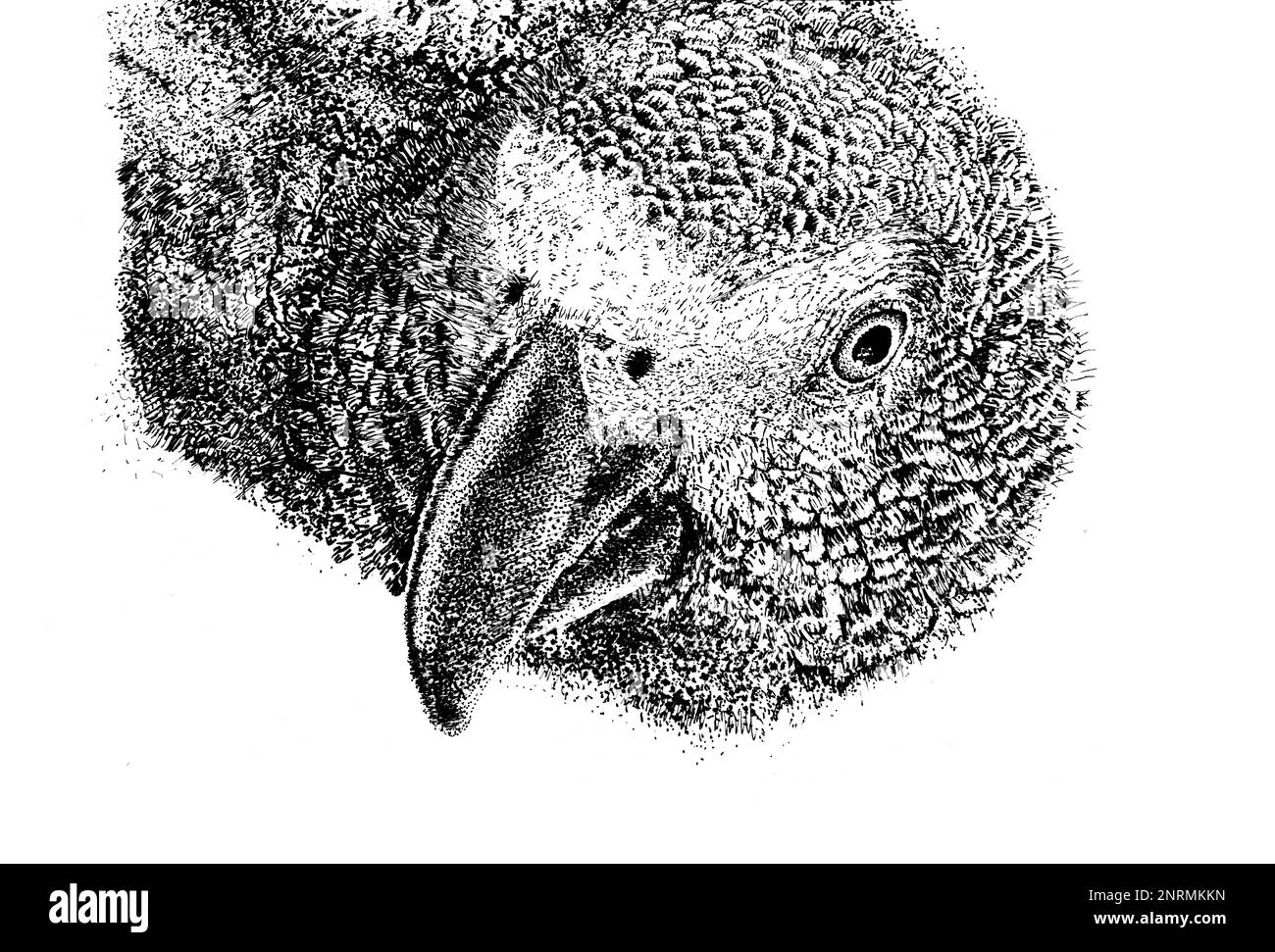 Illustrazione dell'incisione a mano del pappagallo grigio africano in inchiostro. Foto Stock