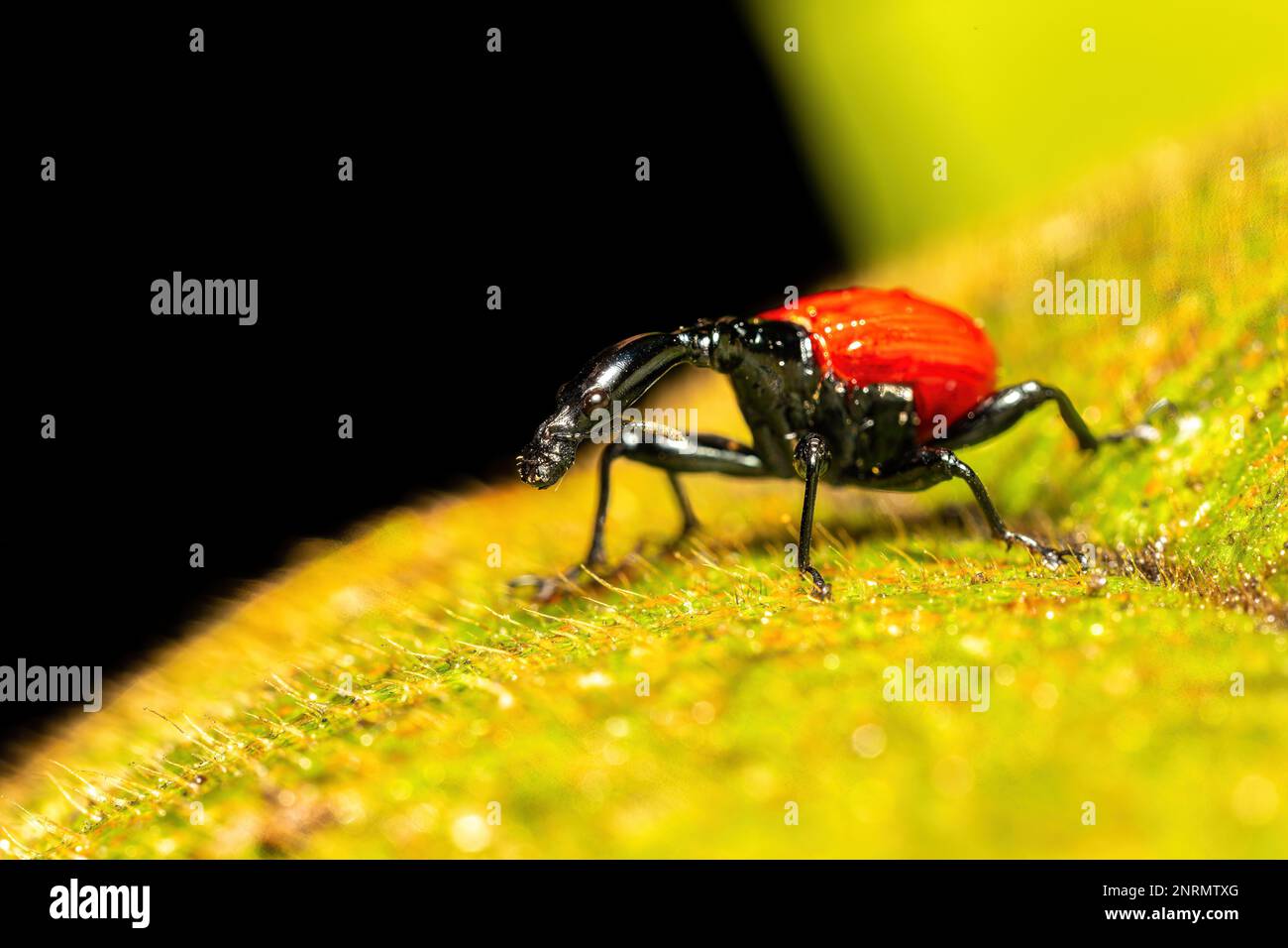 Femmina di bizzarro bug, strano insetto Giraffe Weevil (Trachelophorus Giraffa), Parco Nazionale di Ranomafana, animali selvatici del Madagascar Foto Stock