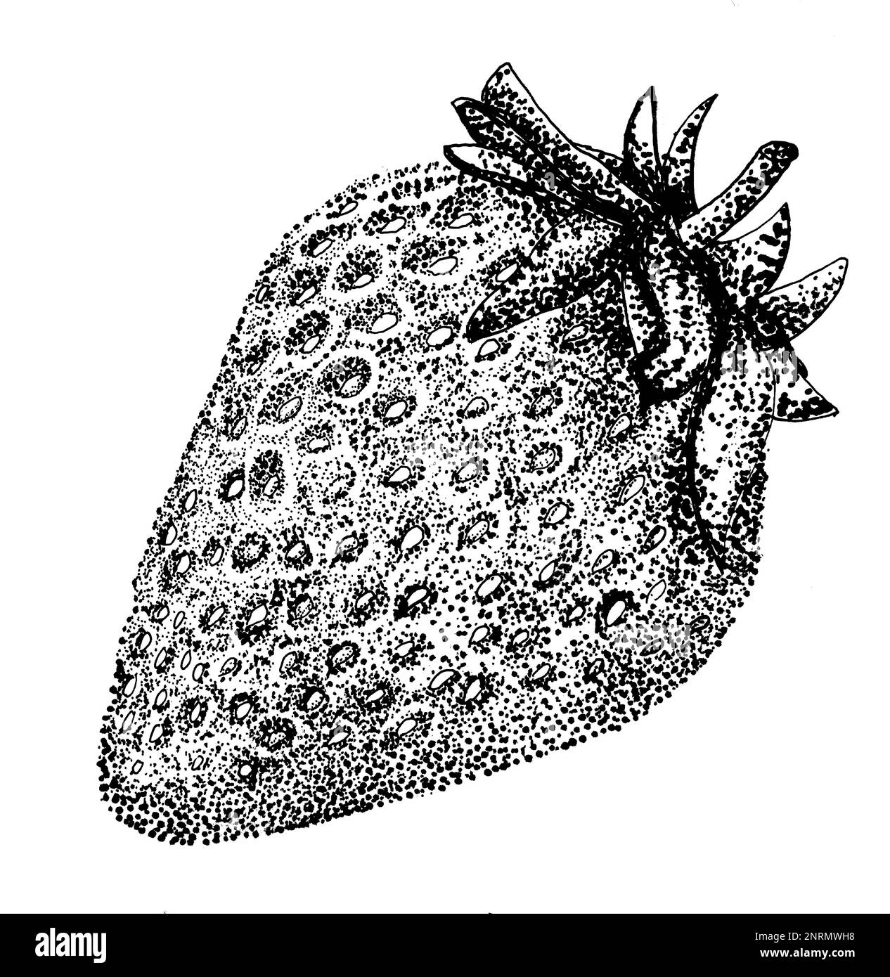 Illustrazione dell'incisione a mano di fragole ad alta risoluzione in inchiostro. Incisione della fragola. Foto Stock