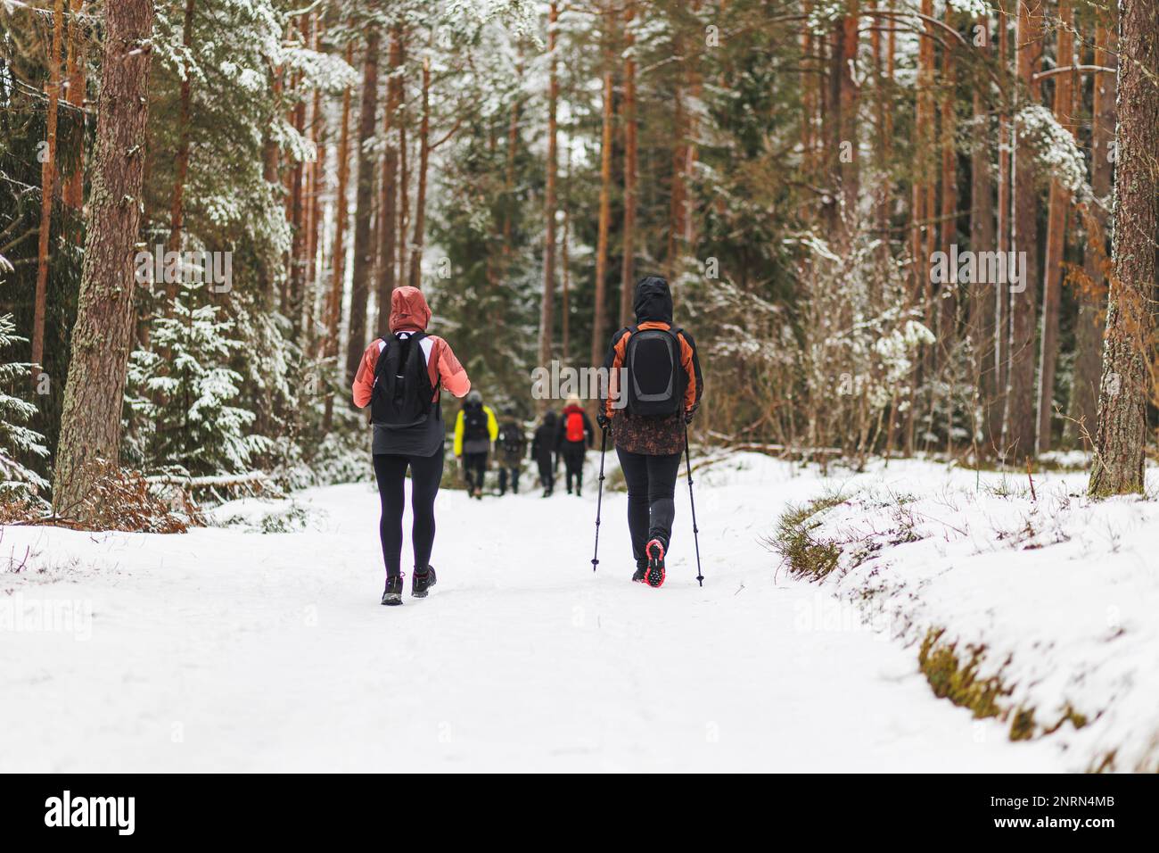 La gente cammina e cammina attraverso la pineta innevata. Foto di alta qualità Foto Stock