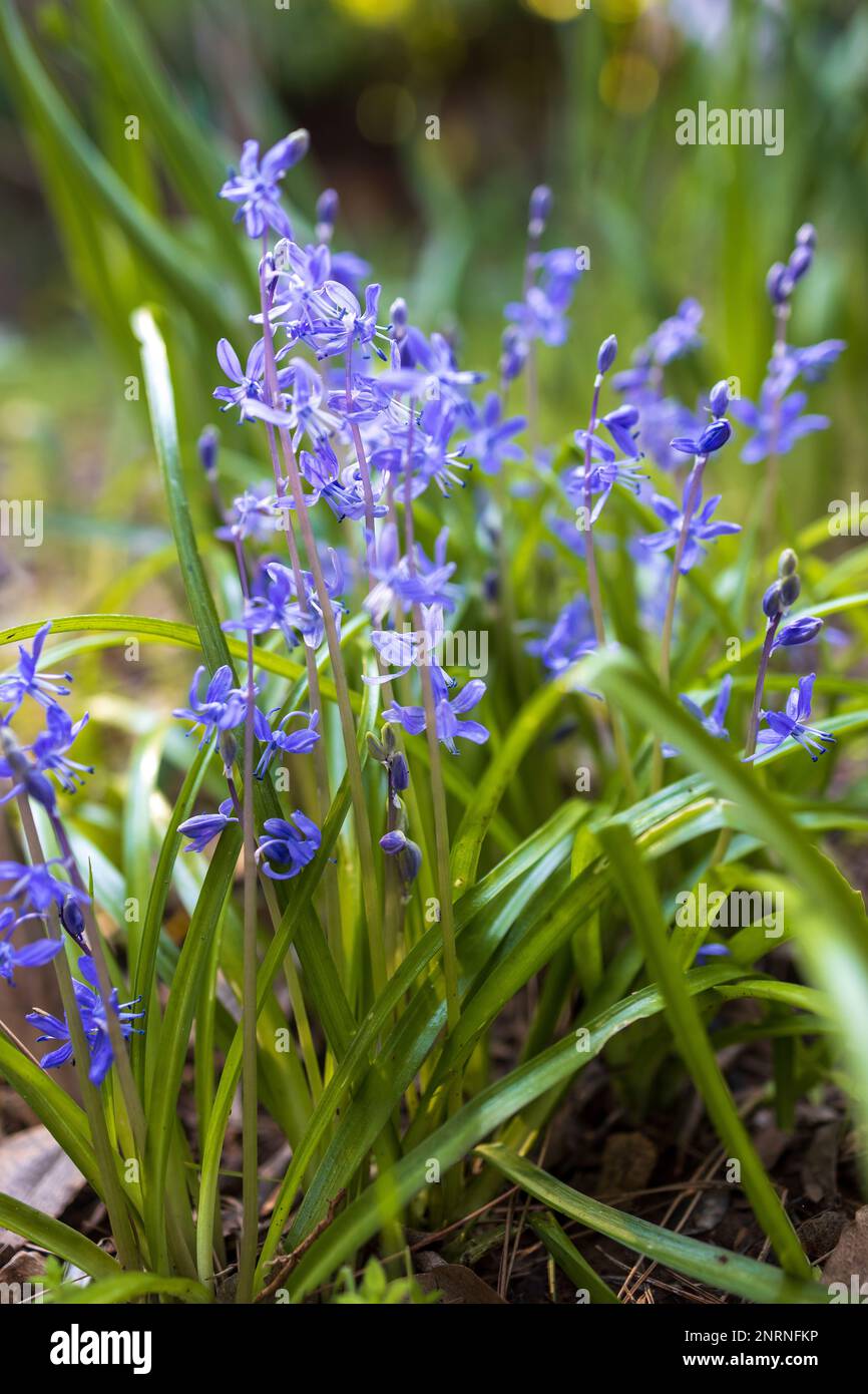 Fiori blu di scilla all'inizio della primavera con sfondo leggermente sfocato. Foto Stock
