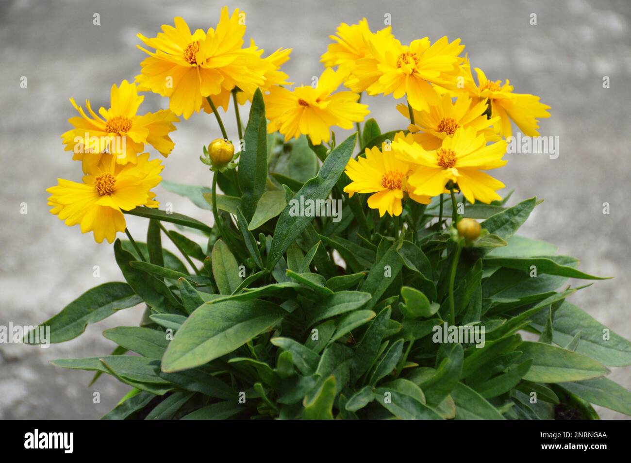 Coreopsis grandiflora fiore pianta che cresce nel giardino Foto Stock