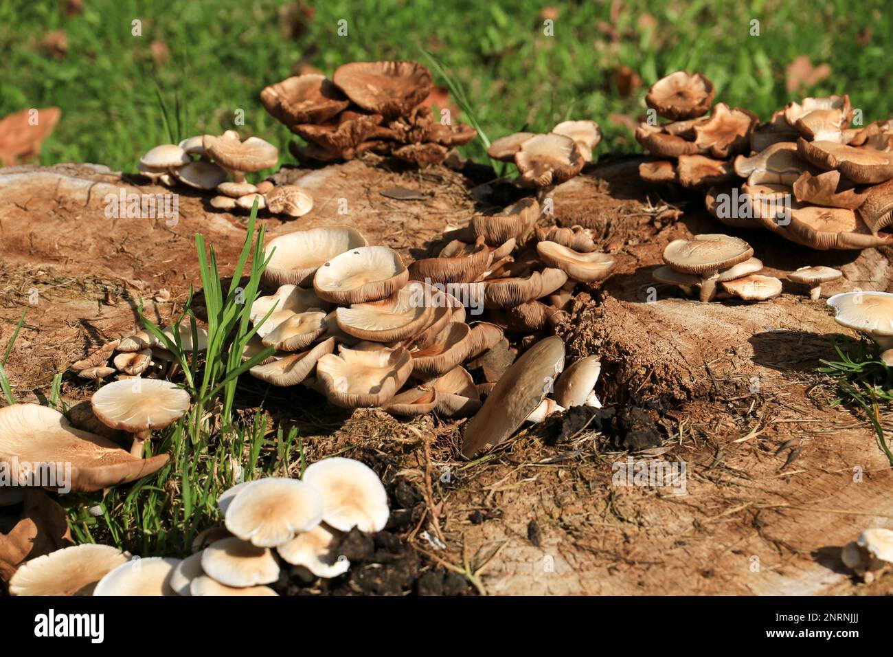 Hypsizygus Ulmarius funghi su un tronco nel giardino Foto Stock