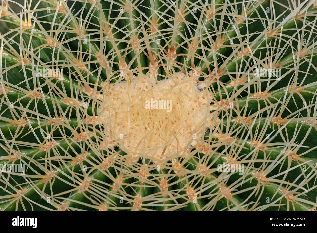 Echinocactus grusonii (Kroenleinia grusonii), il cactus a botte d'oro o palla d'oro, famiglia: Cactaceae, endemica del Messico centro-orientale. Foto Stock