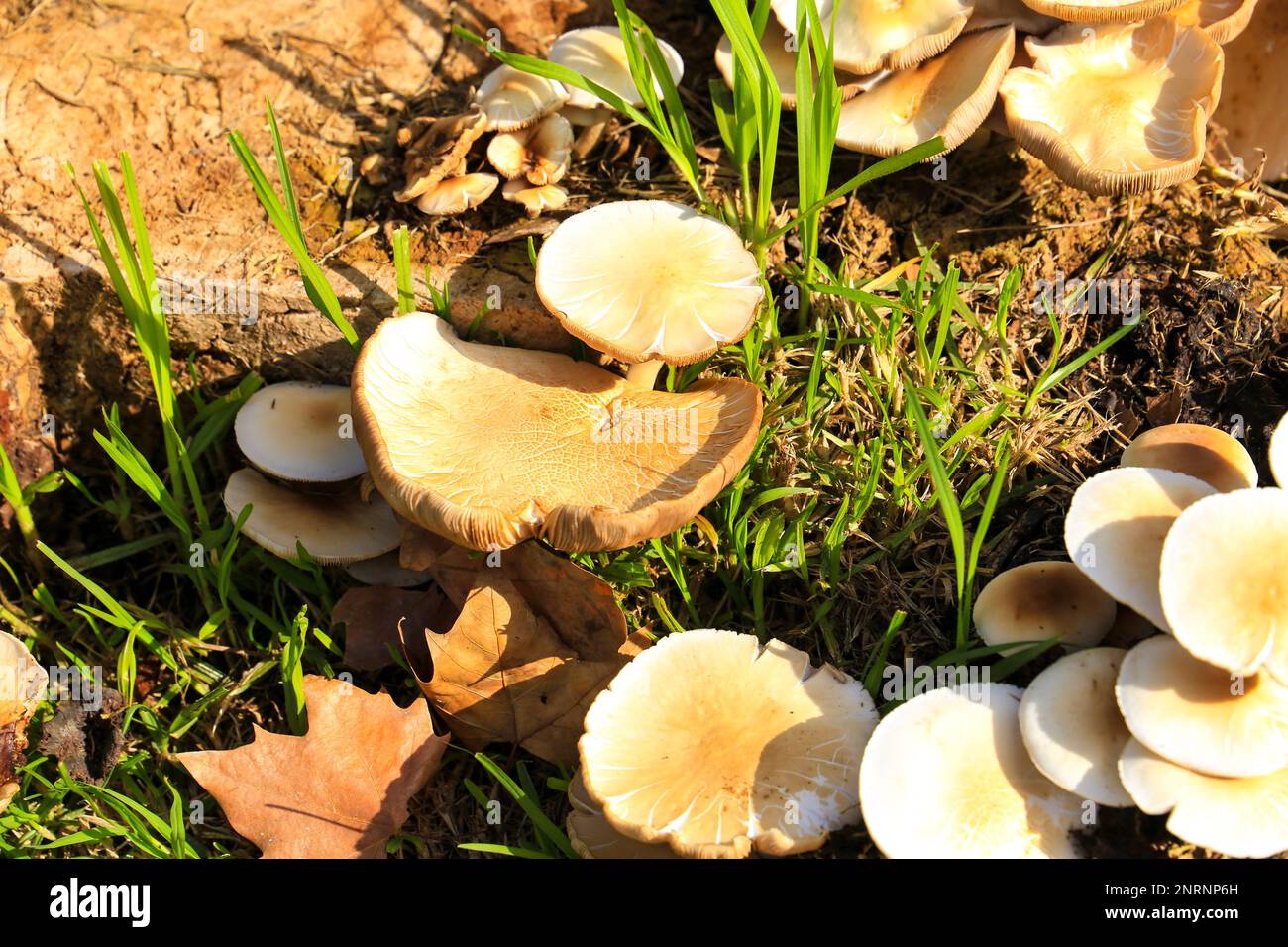 Hypsizygus Ulmarius funghi su un tronco nel giardino Foto Stock