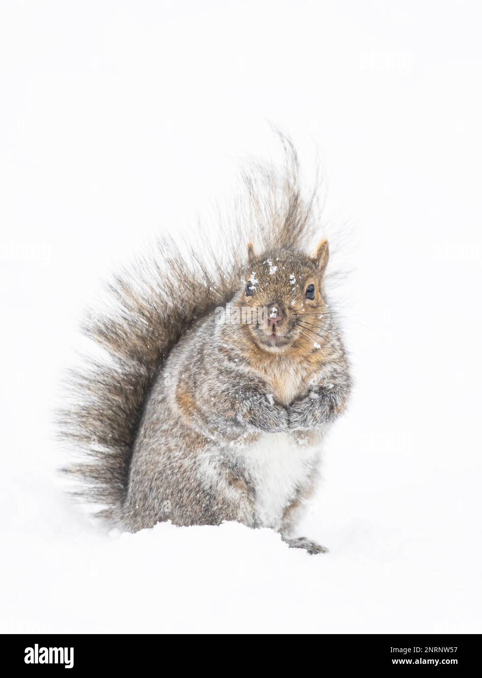 Bellissimo scoiattolo grigio grasso in posa per me nella neve d'inverno vicino al fiume Ottawa in Canada Foto Stock