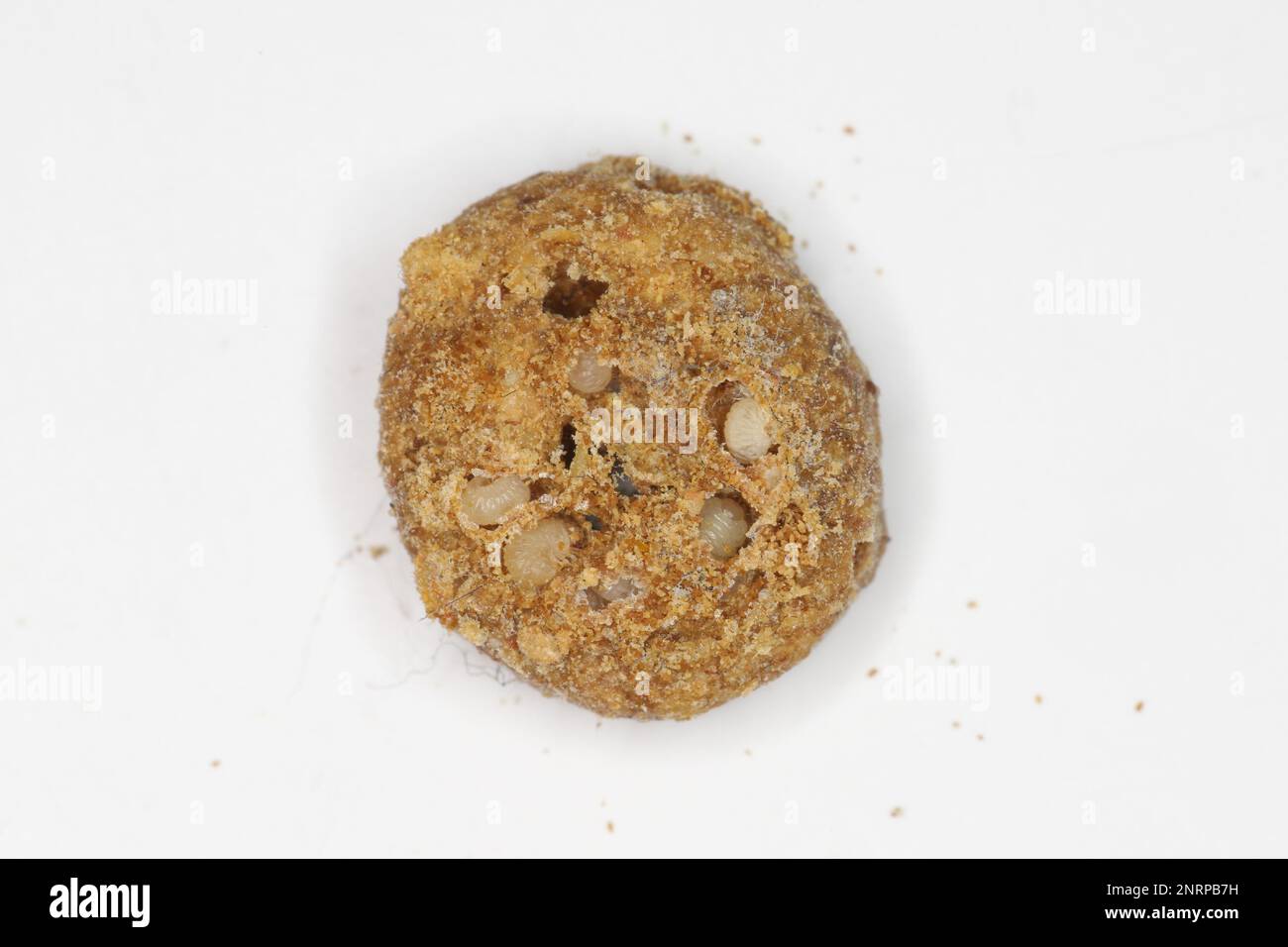 Drugstore scarabeo, negozio di droga weevil, biscotto scarabeo, pane scarabeo (Stegobium paniceum), larve prodotto conservato peste nel cibo per cani. Foto Stock