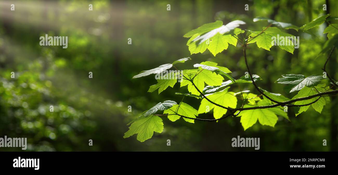 Foglie verdi su un ramo in una foresta, illuminate da piacevoli raggi solari, con alberi come sfondo bokeh, formato panoramico con spazio copia Foto Stock