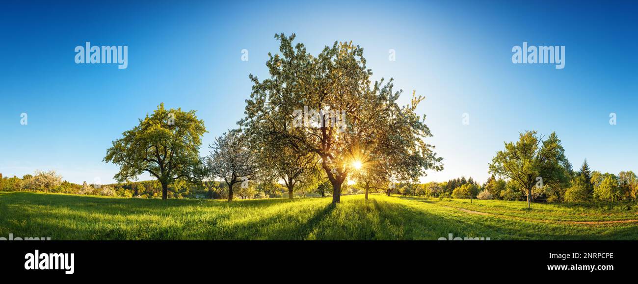 Il sole splende attraverso un albero su un prato verde, un paesaggio rurale idilliaco panoramico con cielo azzurro dopo l'alba Foto Stock