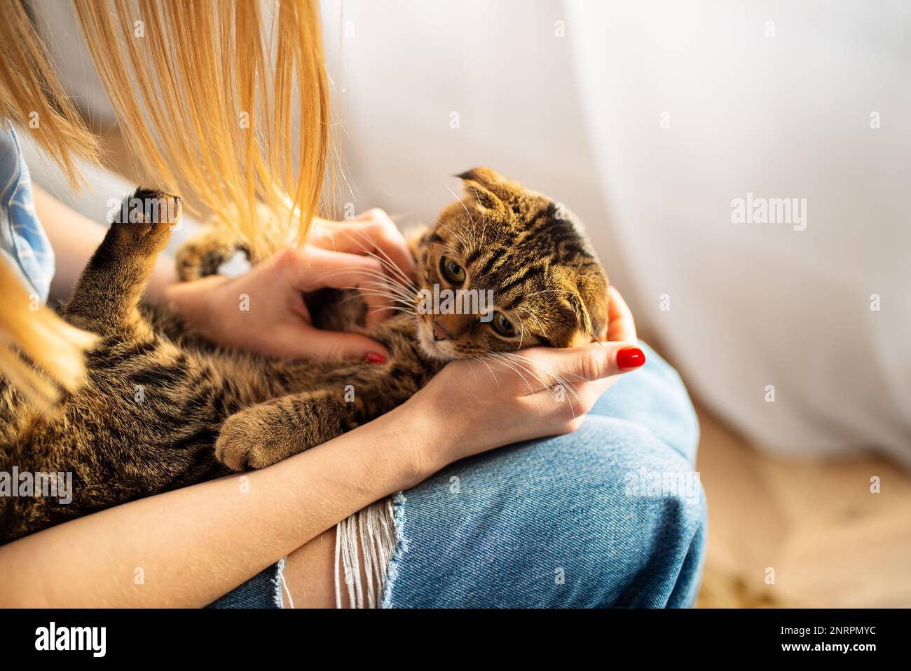 Primo piano in Woman tiene nelle sue mani un gatto scozzese di Tabby con occhio verde carino che si siede in grembo tra le braccia e lo abbraccia, animali domestici amorevoli e premurosi Foto Stock