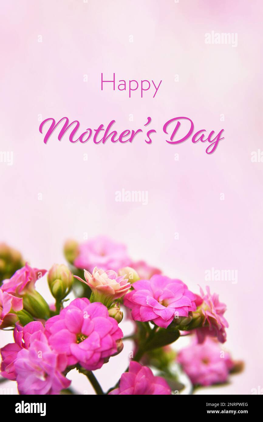 Scheda del giorno della mamma con fiori di kalanchoe su sfondo rosa. Fiori della Giornata della mamma. Foto Stock