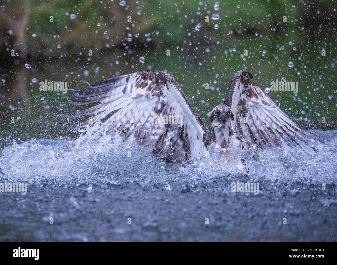 Un colpo d'azione di un Osprey (Pandion haliaetus) sommerso in acqua e spruzzato che mostra l'energia necessaria per alzarsi dall'acqua con i pesci . REGNO UNITO Foto Stock