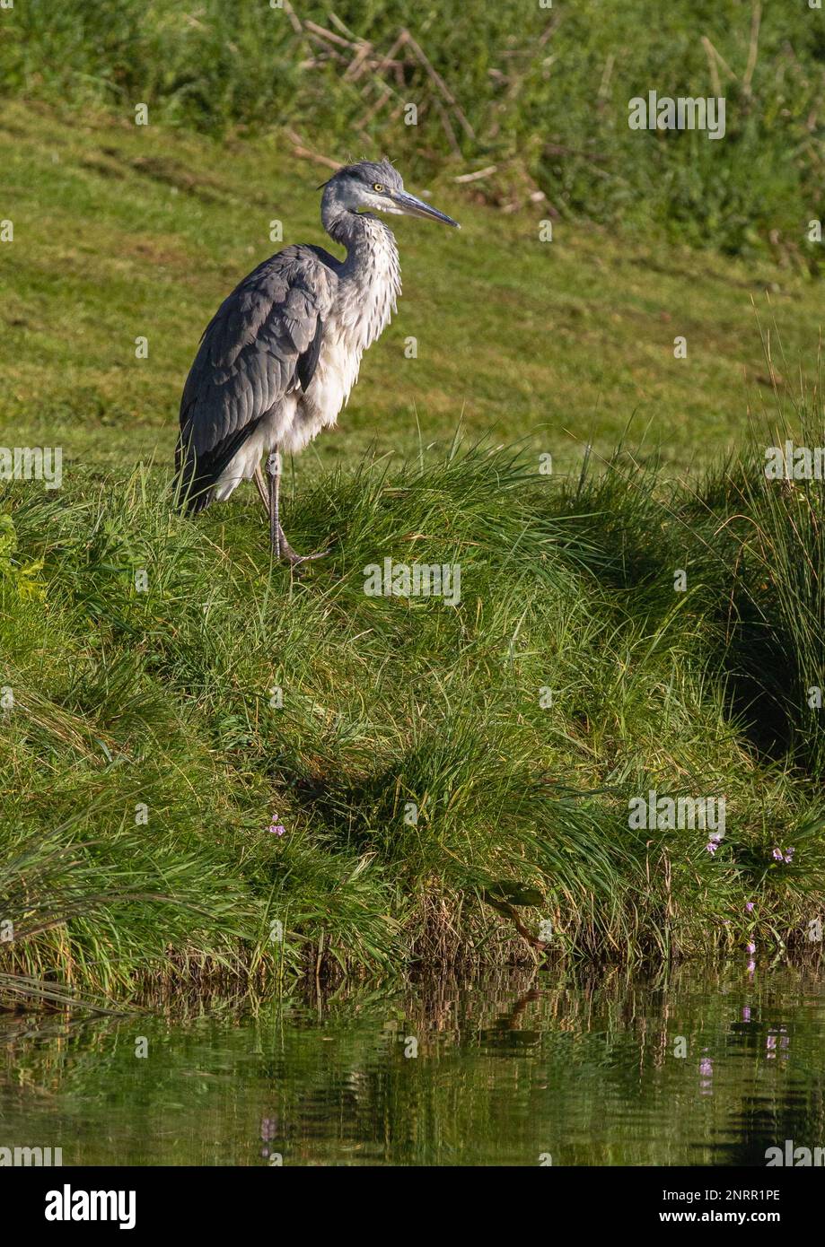 Un airone grigio preistorico (Ardea cinerea) . Attendo pazientemente sulla riva , pronto a catturare un pesce . Rutland, Regno Unito Foto Stock