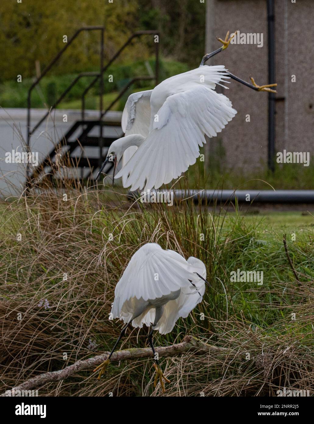 Due piccoli Egrets (Egretta garzetta) impegnati in un po 'di guerra aerea come squabble di chi ottiene i migliori diritti di pesca. Rutland, Regno Unito Foto Stock