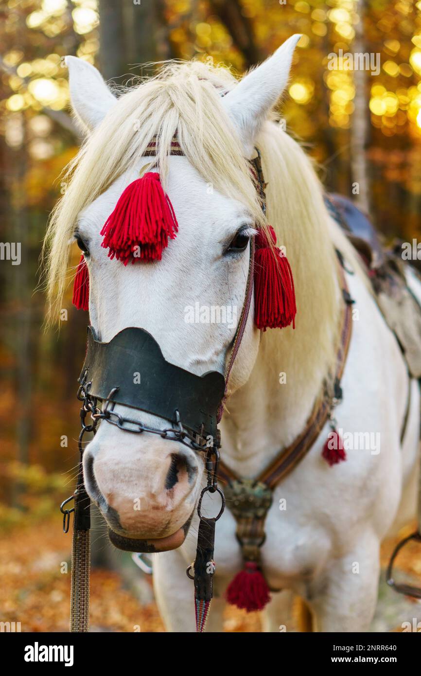 Ritratto di fantasia magica fiaba cavallo bianco indossando imbracatura rossa soggiorno fuori autunno dorato foresta mistica. Foto Stock