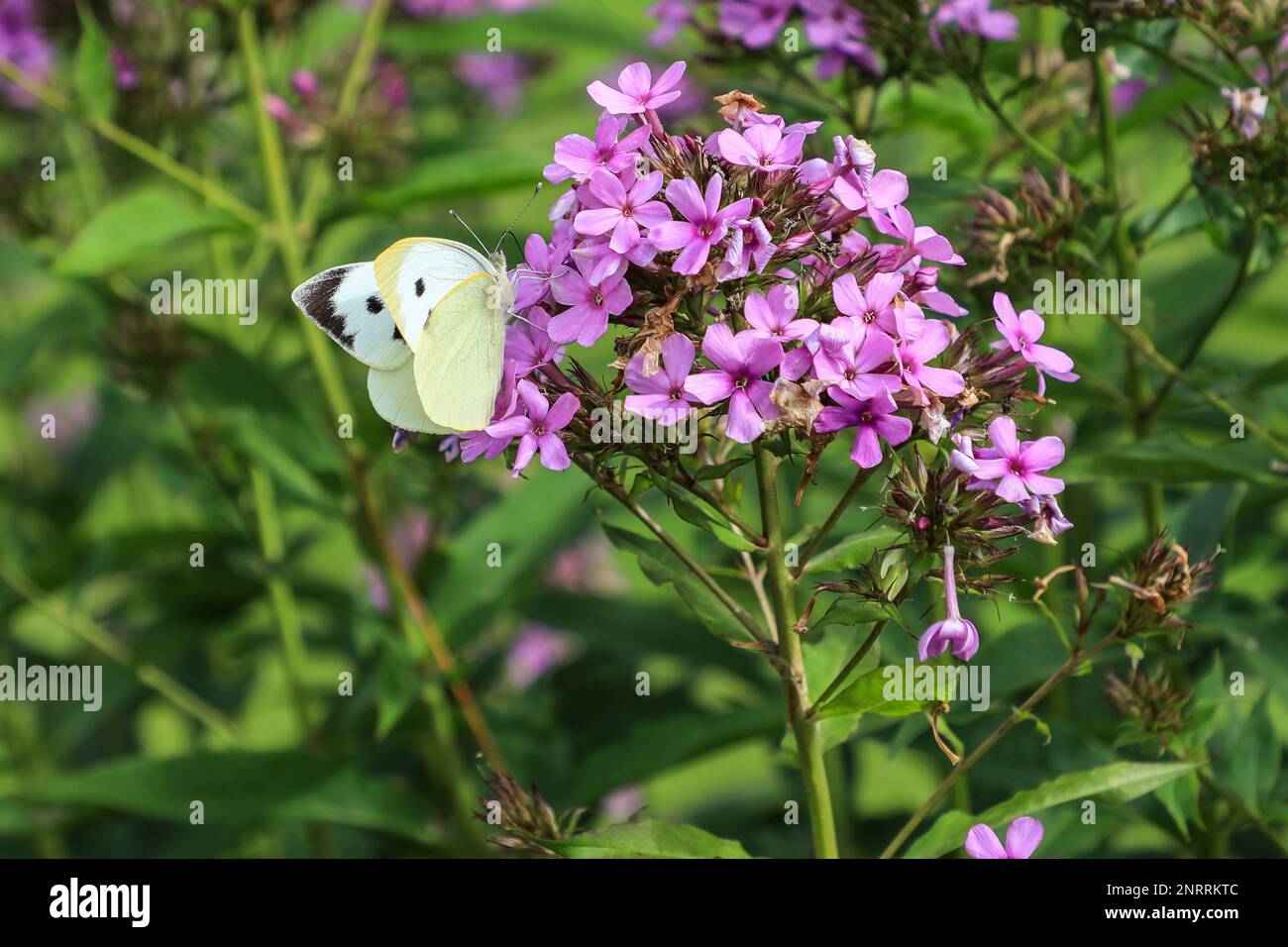Una grande farfalla bianca (Pieris brassicae), chiamata anche farfalla cavolo o farfalla cavolo bianco su una testa di fiore di scorta, Inghilterra, Regno Unito Foto Stock