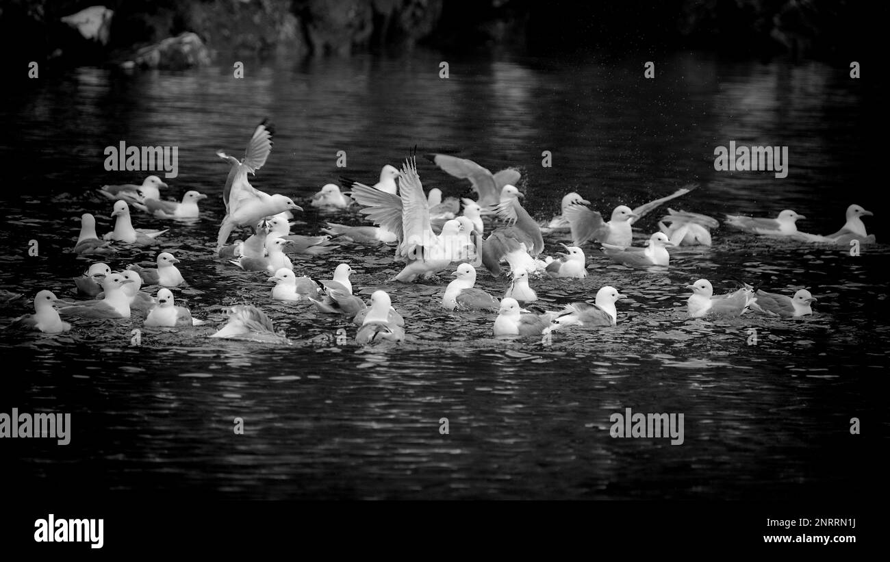 Kittiwakes godendo di un bagno in comune Foto Stock