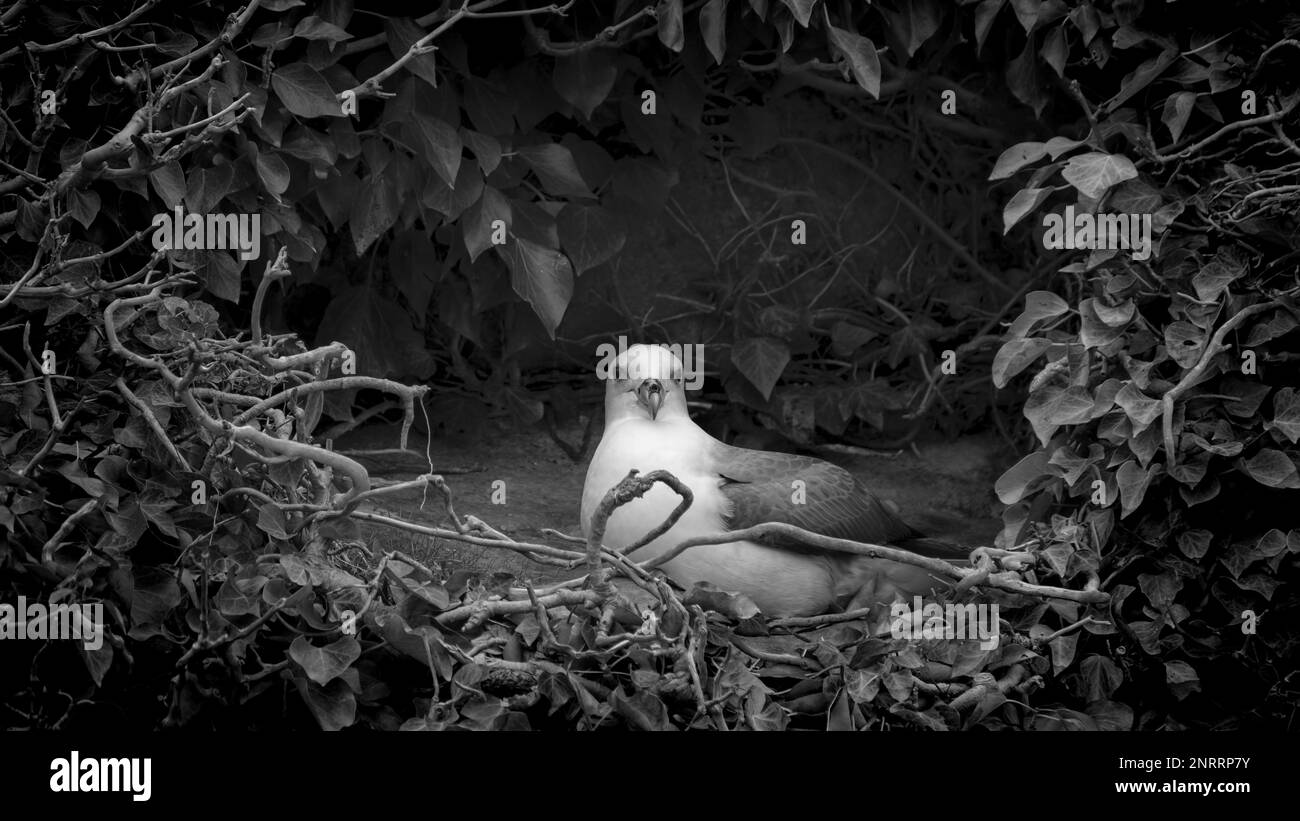 fulmer Settentrionale su un uovo nel suo nido in una scogliera coperta di edera Foto Stock