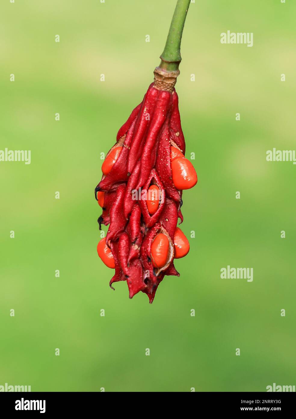 Un baccello di semi di albero di Magnolia con semi rossi maturi, Inghilterra, Regno Unito Foto Stock