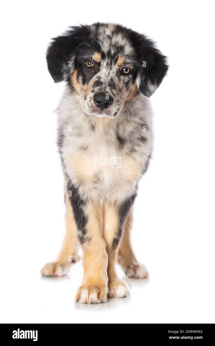 Vecchio cucciolo tedesco che grava in piedi isolato su sfondo bianco e guardando alla macchina fotografica Foto Stock