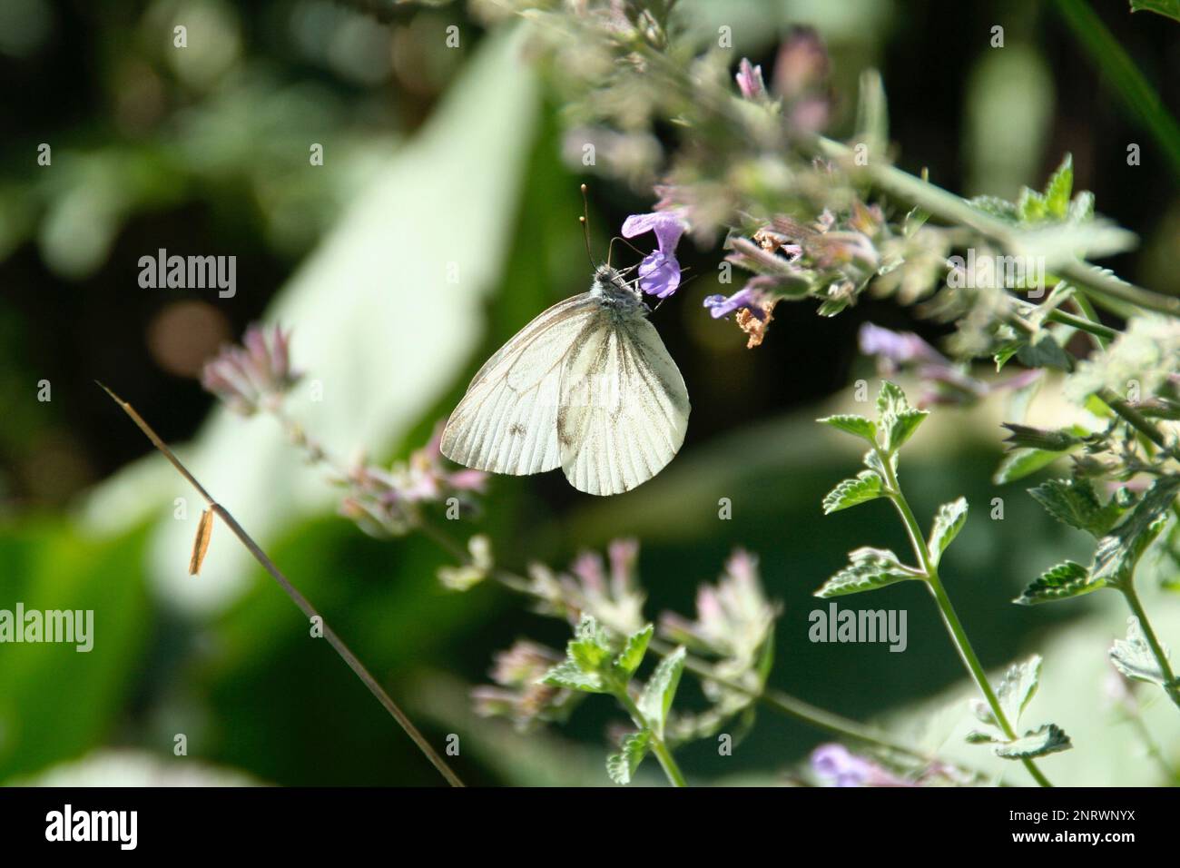 Una piccola farfalla è appollaiata in cima ad un fiore vibrante in un lussureggiante giardino di verde e fiori fioriti Foto Stock