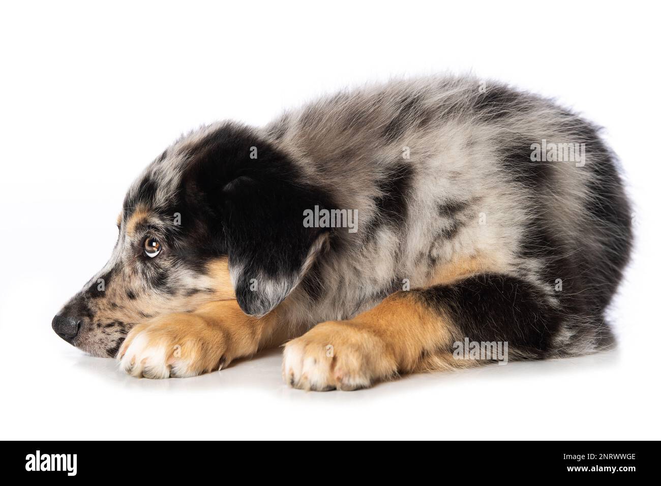 Vecchio cucciolo di mandria tedesco giacente isolato su sfondo bianco Foto Stock