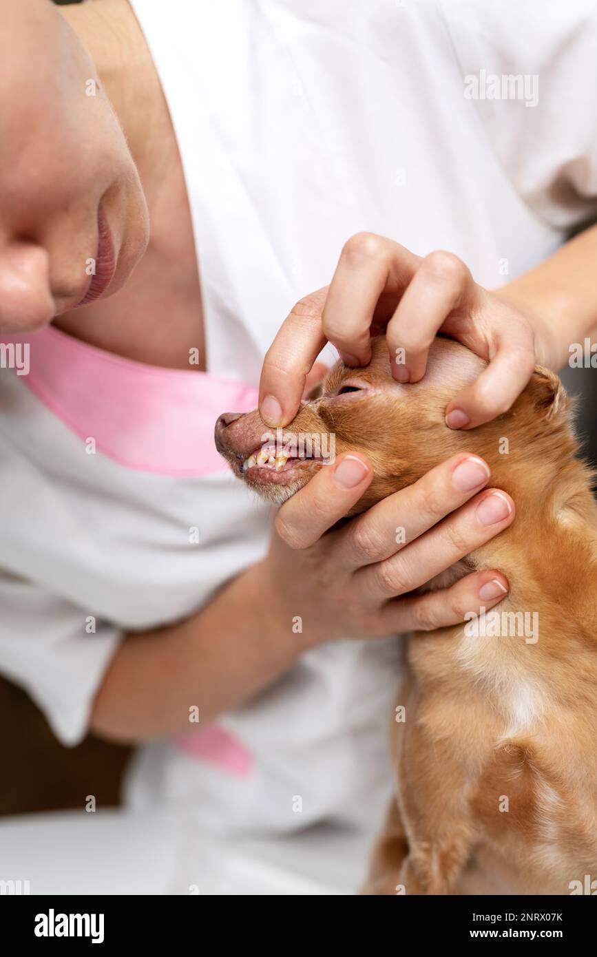 Controllo dentale cane in clinica di veterinario. Foto Stock