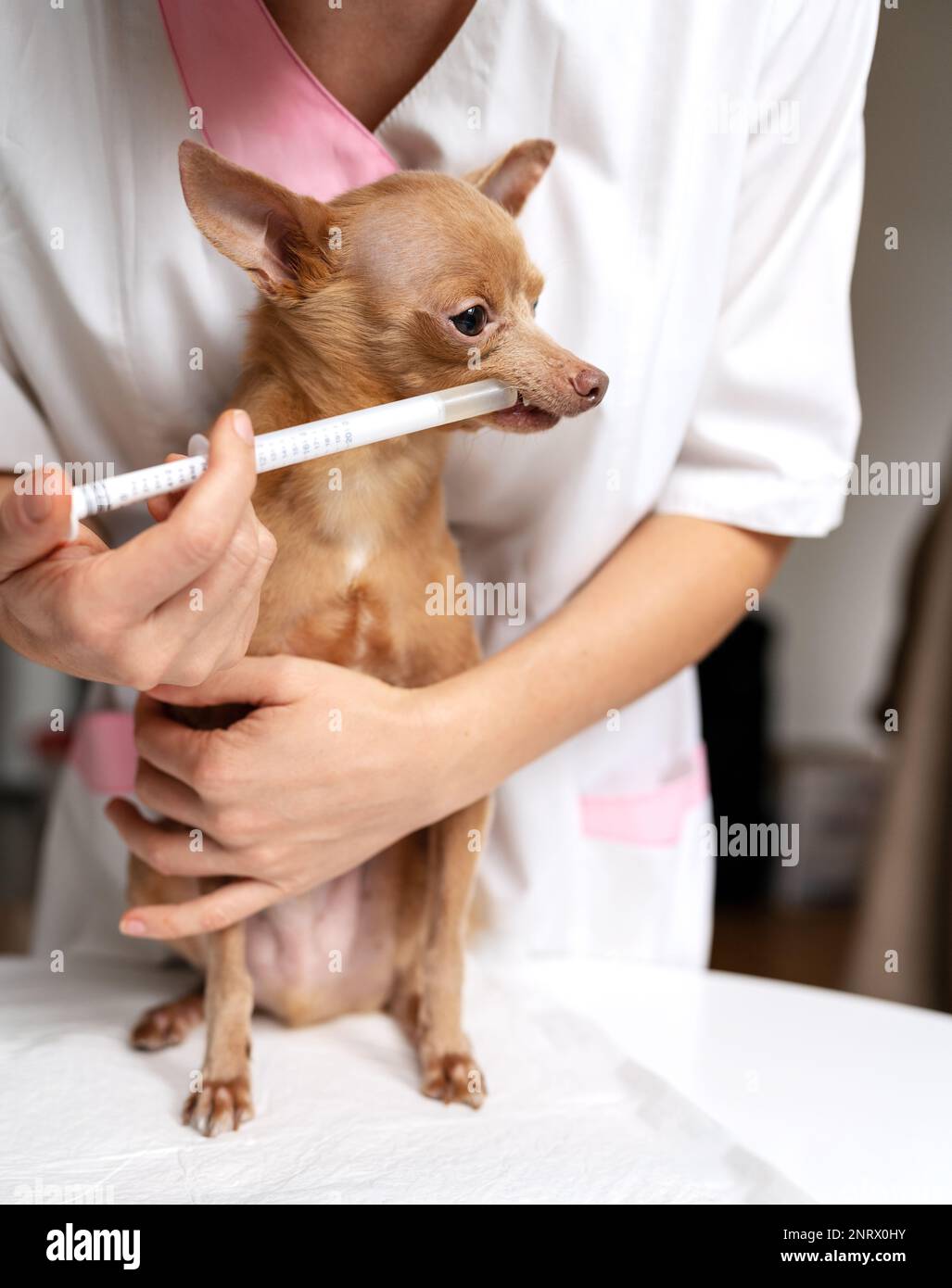 Vet inietta il medicinale nella bocca del cane. Foto Stock