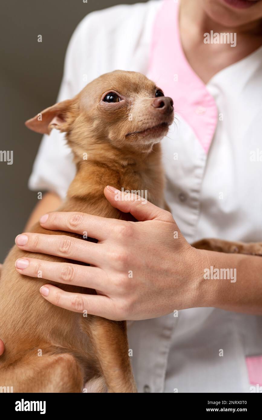 Piccolo cane Toy Terrier e veterinario, animali di controllo in clinica di veterinario. Foto Stock