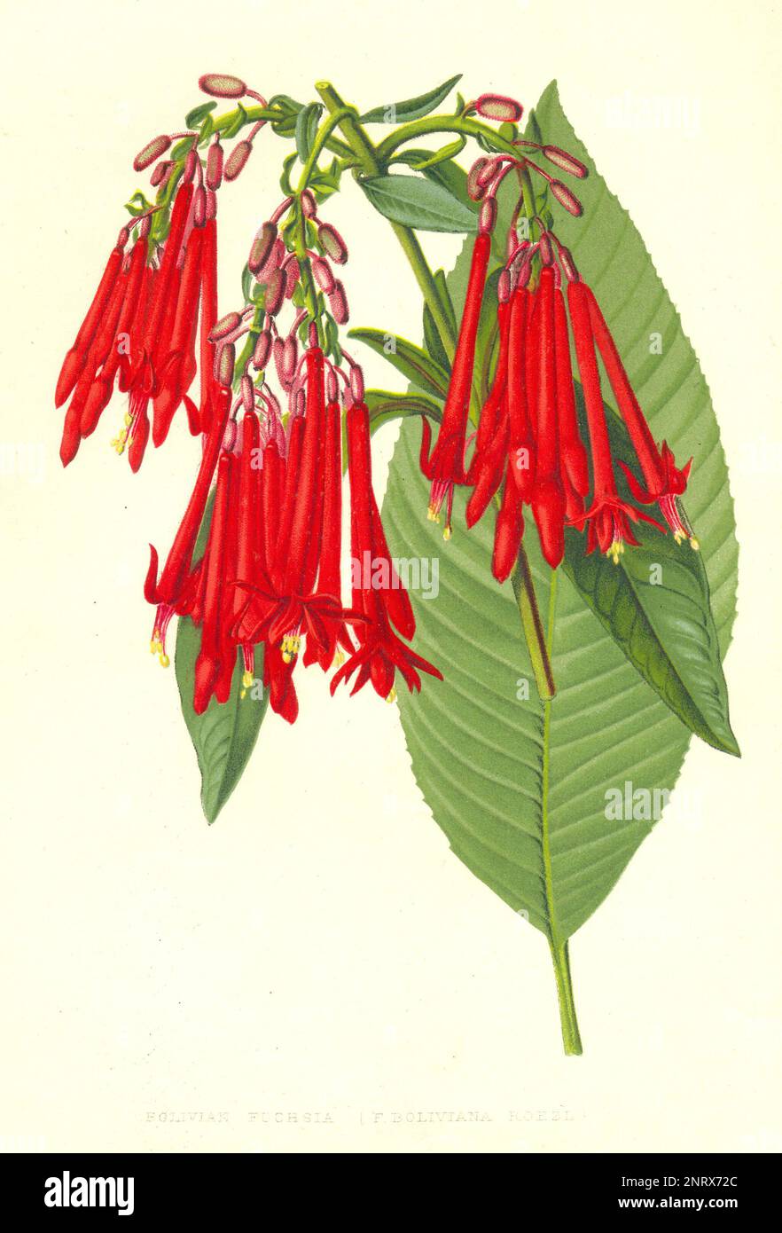 Lastra cromolitografica di Fuchsia boliviana fornita come supplemento al Giardino 27 gennaio 1872 Foto Stock